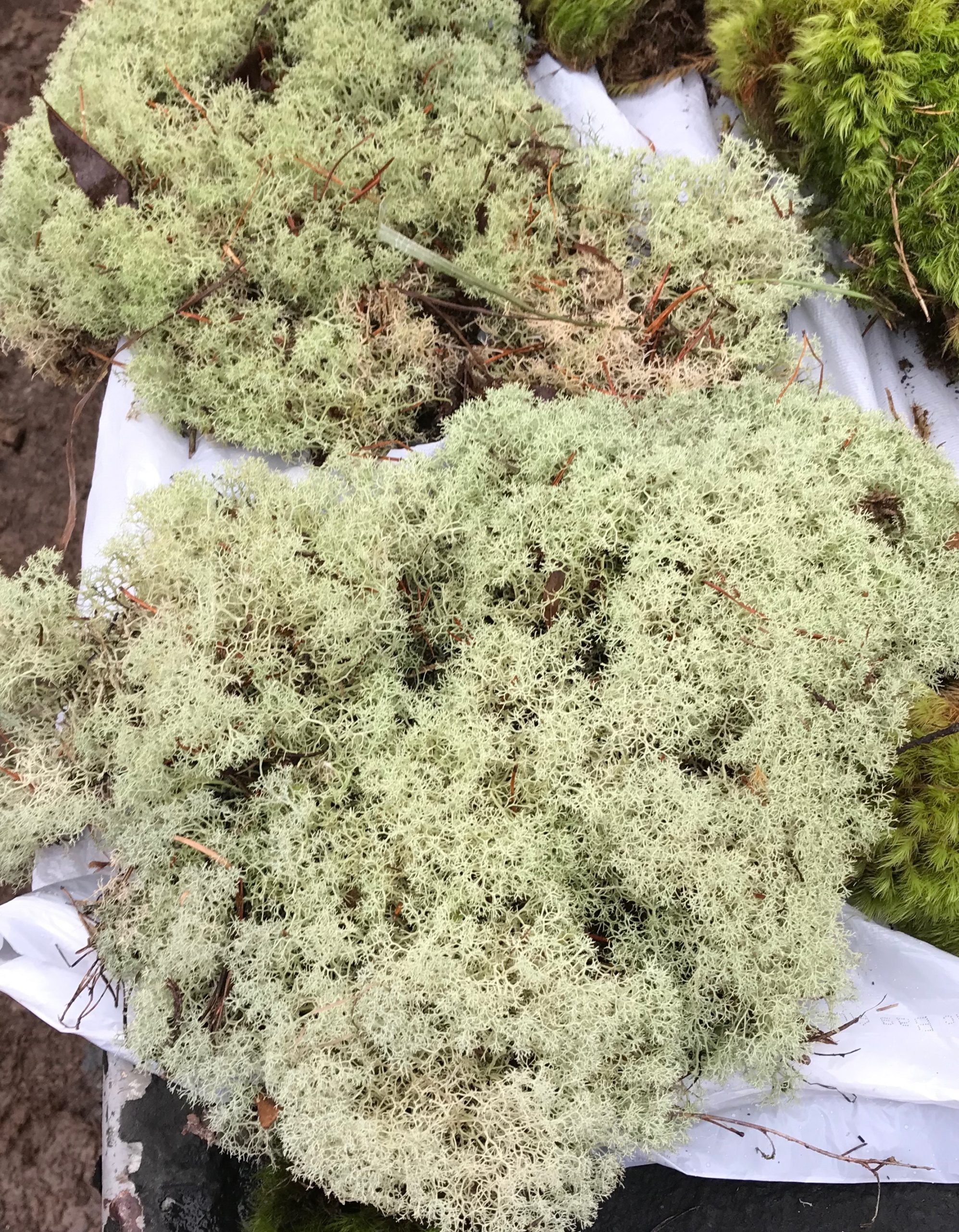 Natural Preserved Colored Reindeer Moss 1 LB Colorful Moss, Art