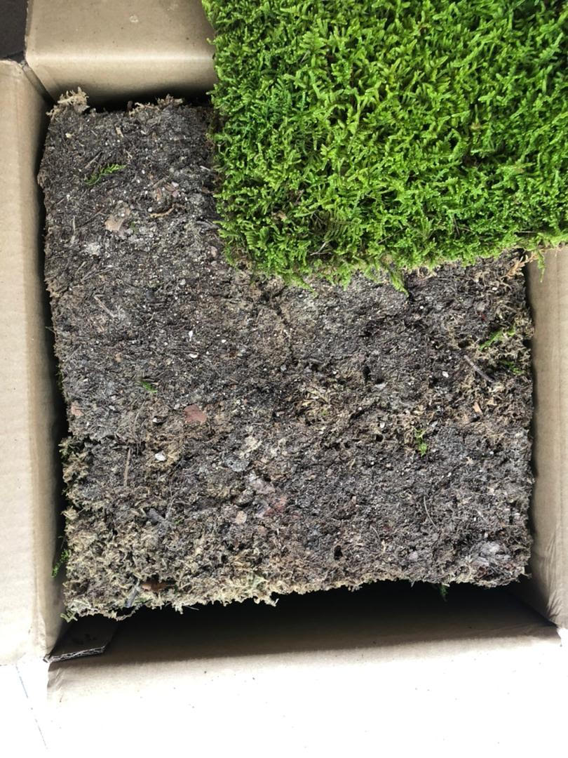 Outdoorsy Dried Moss 7388 17 - 752106622173