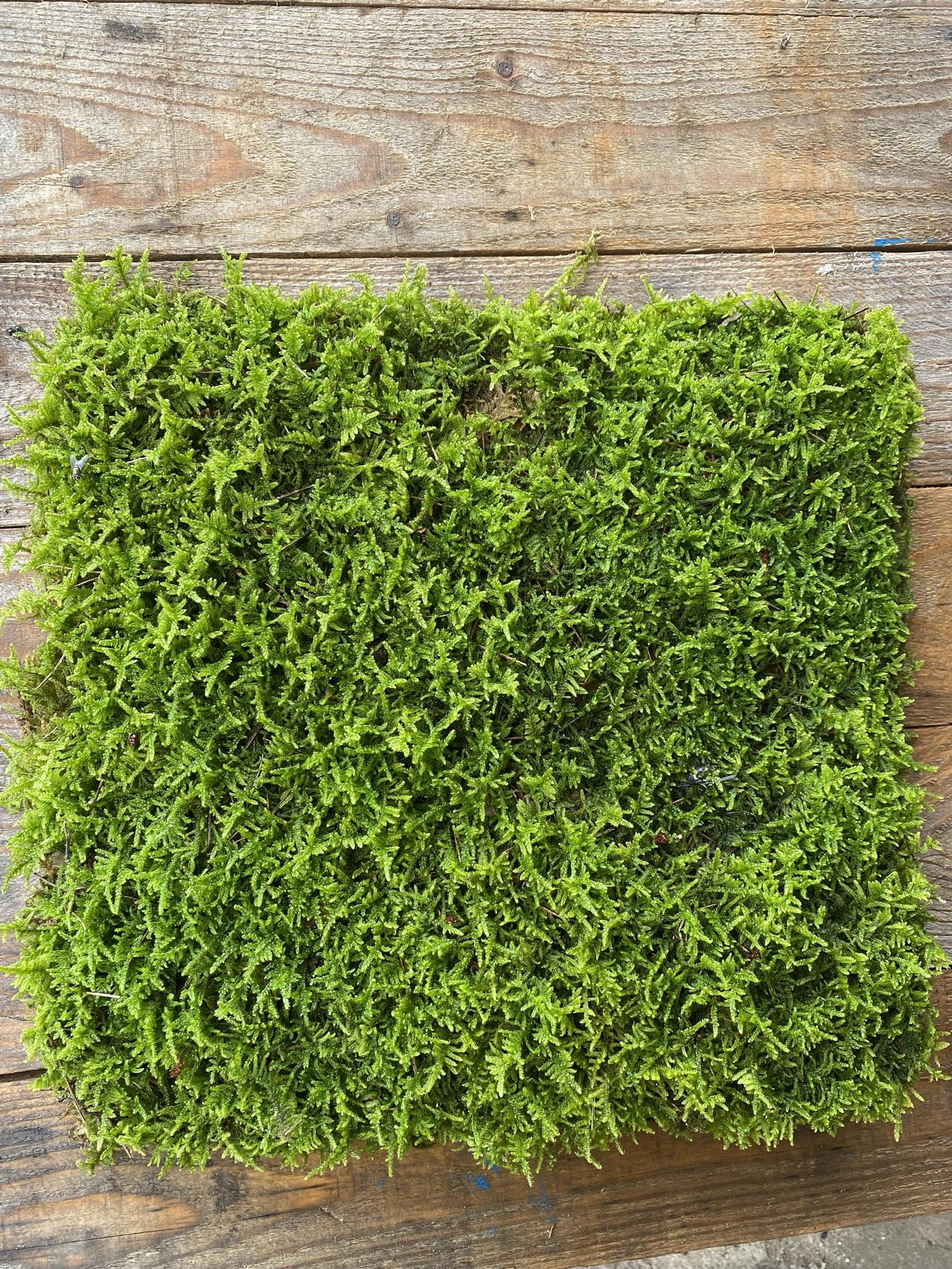 3 Sq. Ft Preserved Green Moss and 9 Oz Artificial Decorative Reindeer Moss  Flora