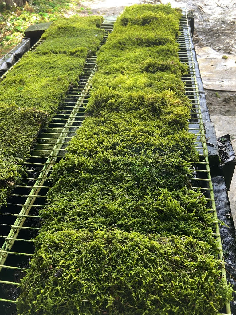 Our preserved sheet moss on the drying racks