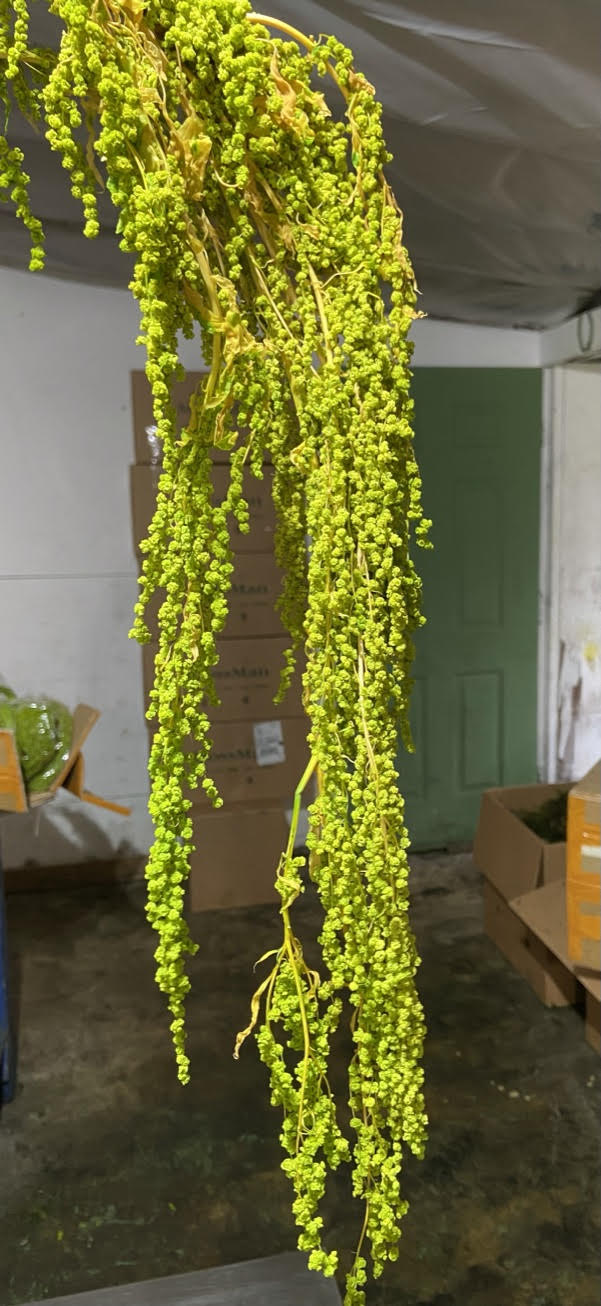 Spring Green cascade of hanging rice