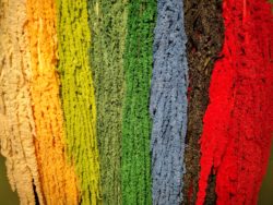 Color Rainbow of Amaranth. Velvety soft suspended waterfall of tiny seeds in vibrant colors.