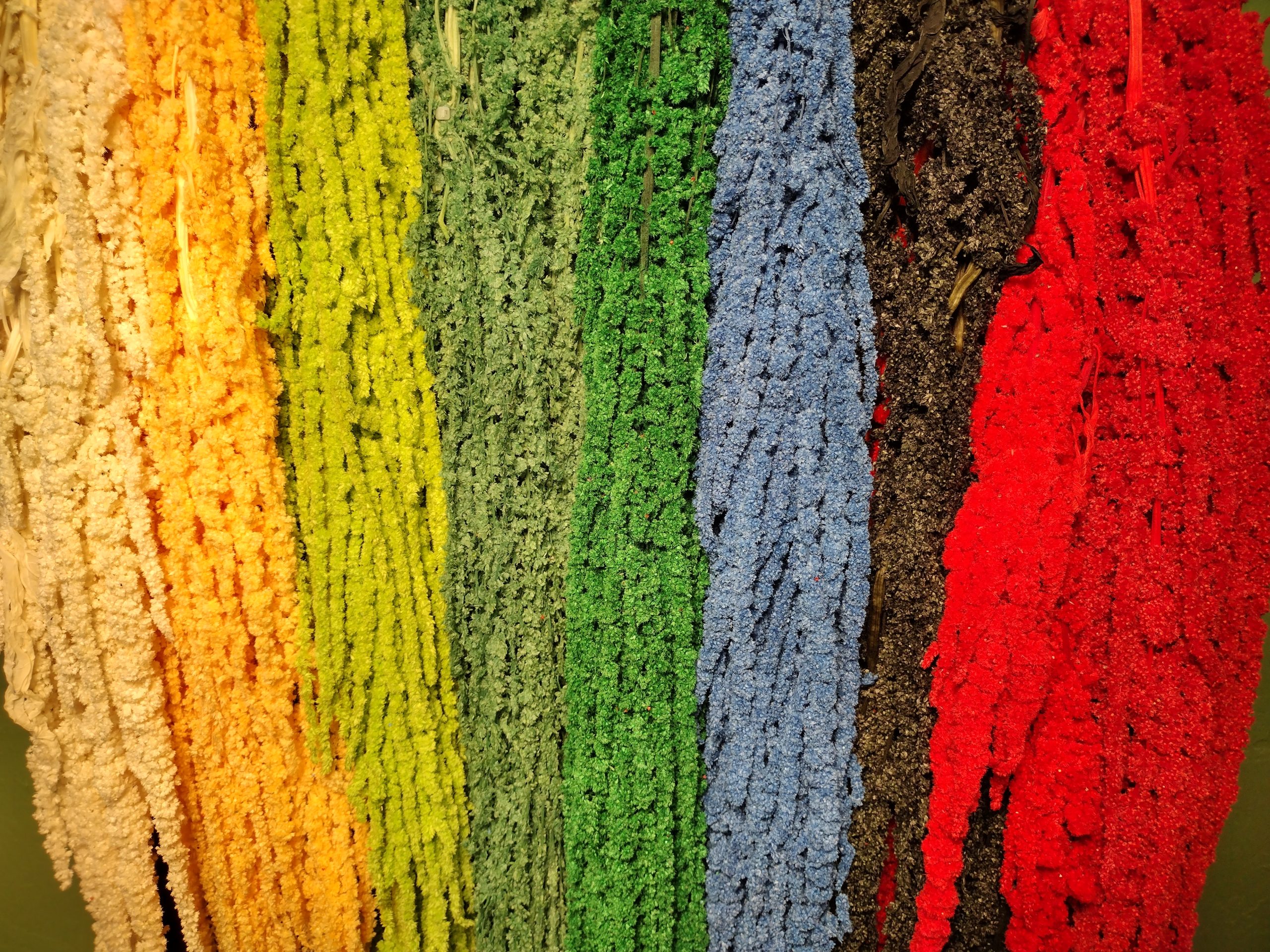 Color Rainbow of Amaranth. Velvety soft suspended waterfall of tiny seeds in vibrant colors.